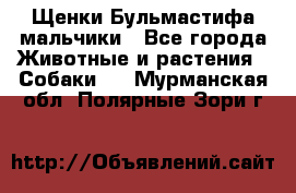 Щенки Бульмастифа мальчики - Все города Животные и растения » Собаки   . Мурманская обл.,Полярные Зори г.